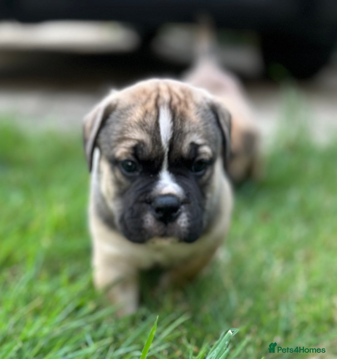 Old Tyme Bulldog dogs for sale: Old Tyme Bulldog puppies for sale - Image 4