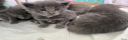 Maine Coon cats for sale: Stunning TICA Russian Maine Coon 1 left! - Advert 14