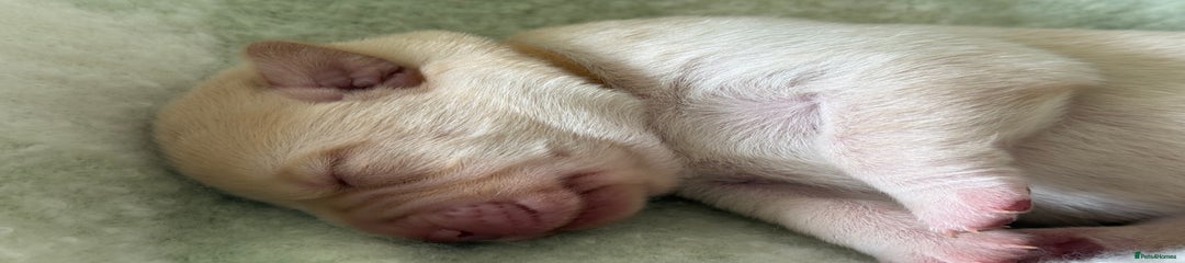 Labrador Retriever brown 
