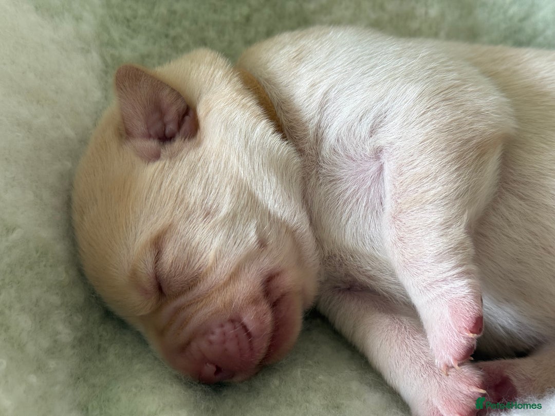 Labrador Retriever dogs for sale: Labrador pups service quality assured - Image 6