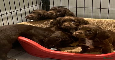 Cocker Spaniel dogs - Advert 7