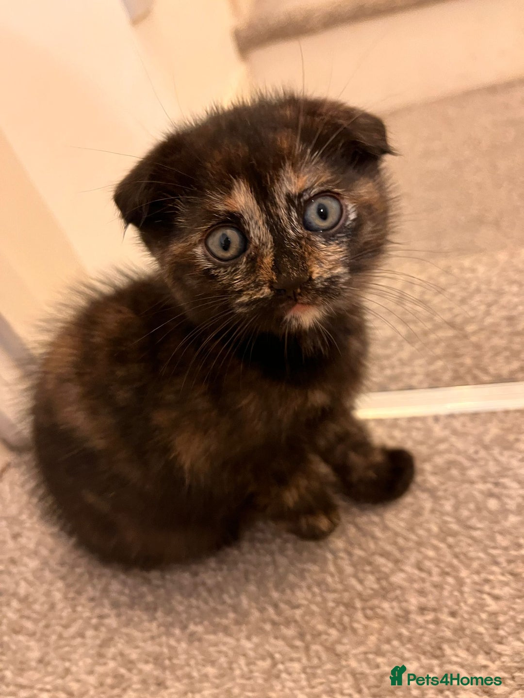 Scottish Fold cats for sale: Affordable colour fold kittens  - Advert 5