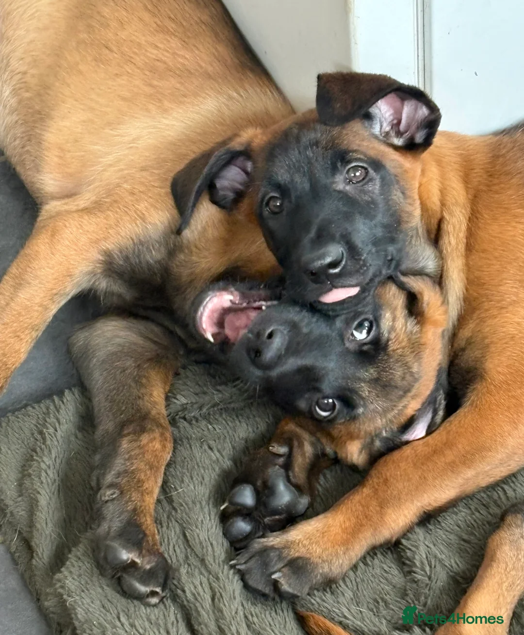 Belgian Shepherd Dog dogs for sale: Belgian Malinois Puppy - Ready - Advert 6