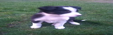 Border Collie Puppy 2