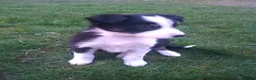 Border Collie dogs for sale: Gorgeous Border Collie Puppies - Ready Now in Knighton - Advert 9