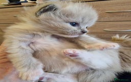 Ragdoll cats for sale: TICA Ragdoll Kittens – Mink, Sepia & Traditional - Image 9