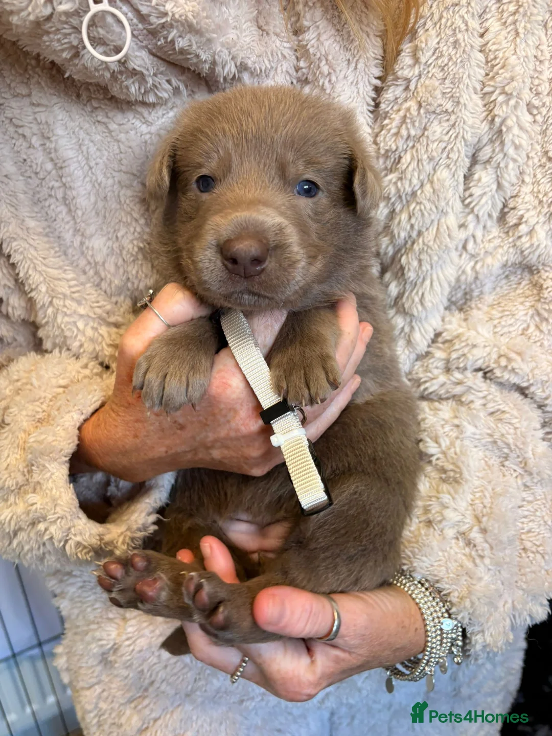 Sheprador dogs for sale: yellow lab cross isabelle German Shepherd - Advert 11
