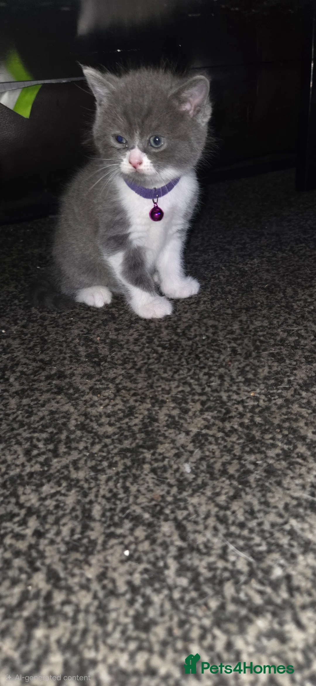 British Shorthair cats for sale: British Short Hair  - Advert 19