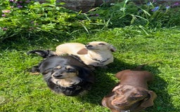 Miniature Dachshund dogs for sale: Beautiful one in a million miniature dachshund  - Image 12