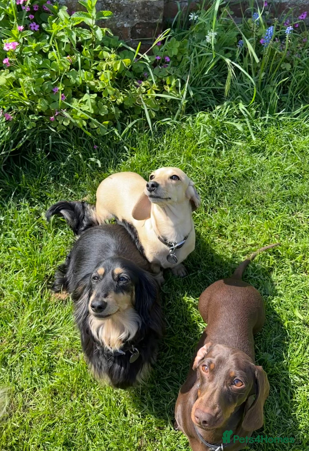 Miniature Dachshund dogs for sale: Beautiful one in a million miniature dachshund  - Image 12