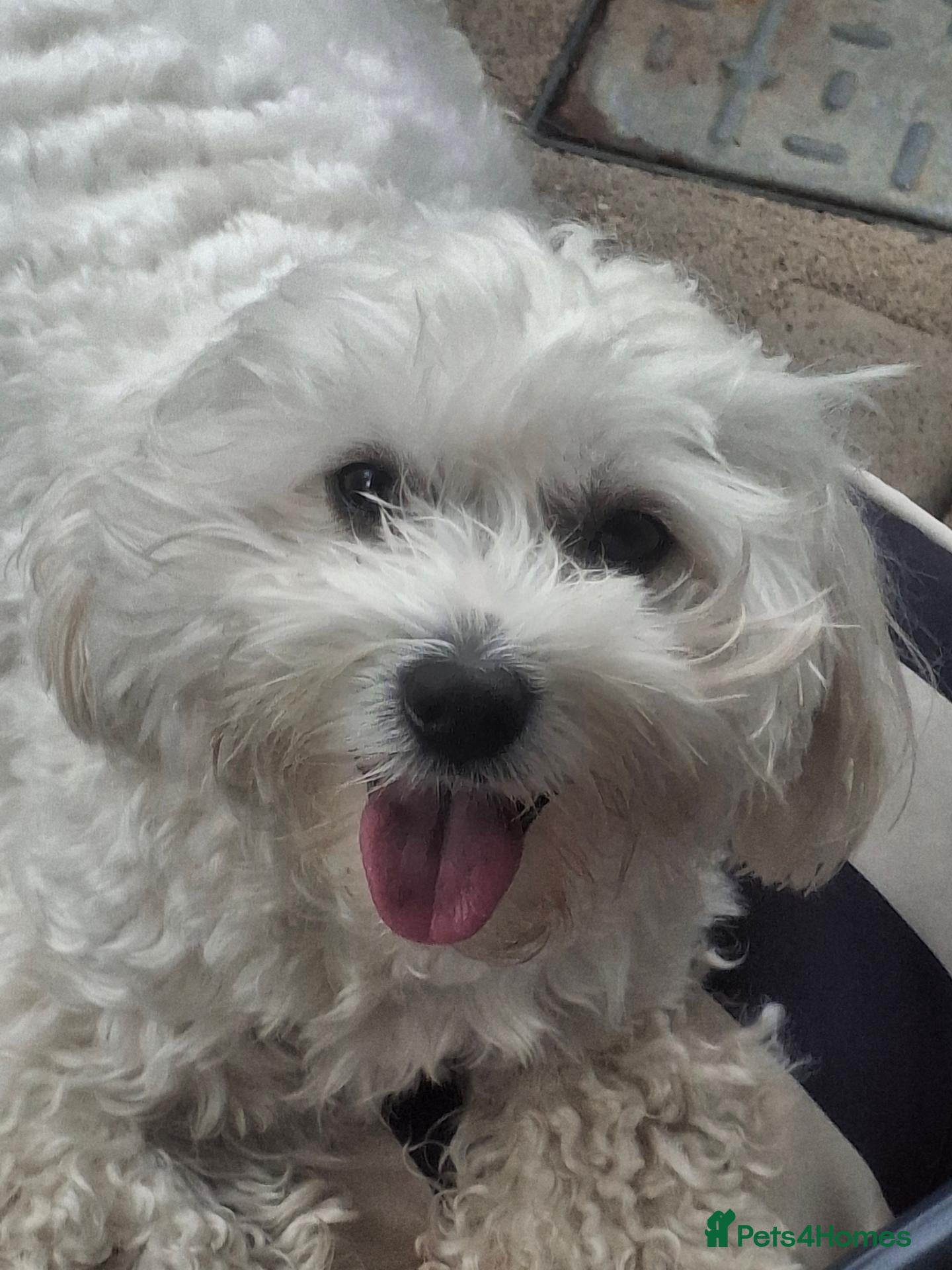 Mixed Breed dogs for sale: Maltese x Havanese Puppies - Advert 1