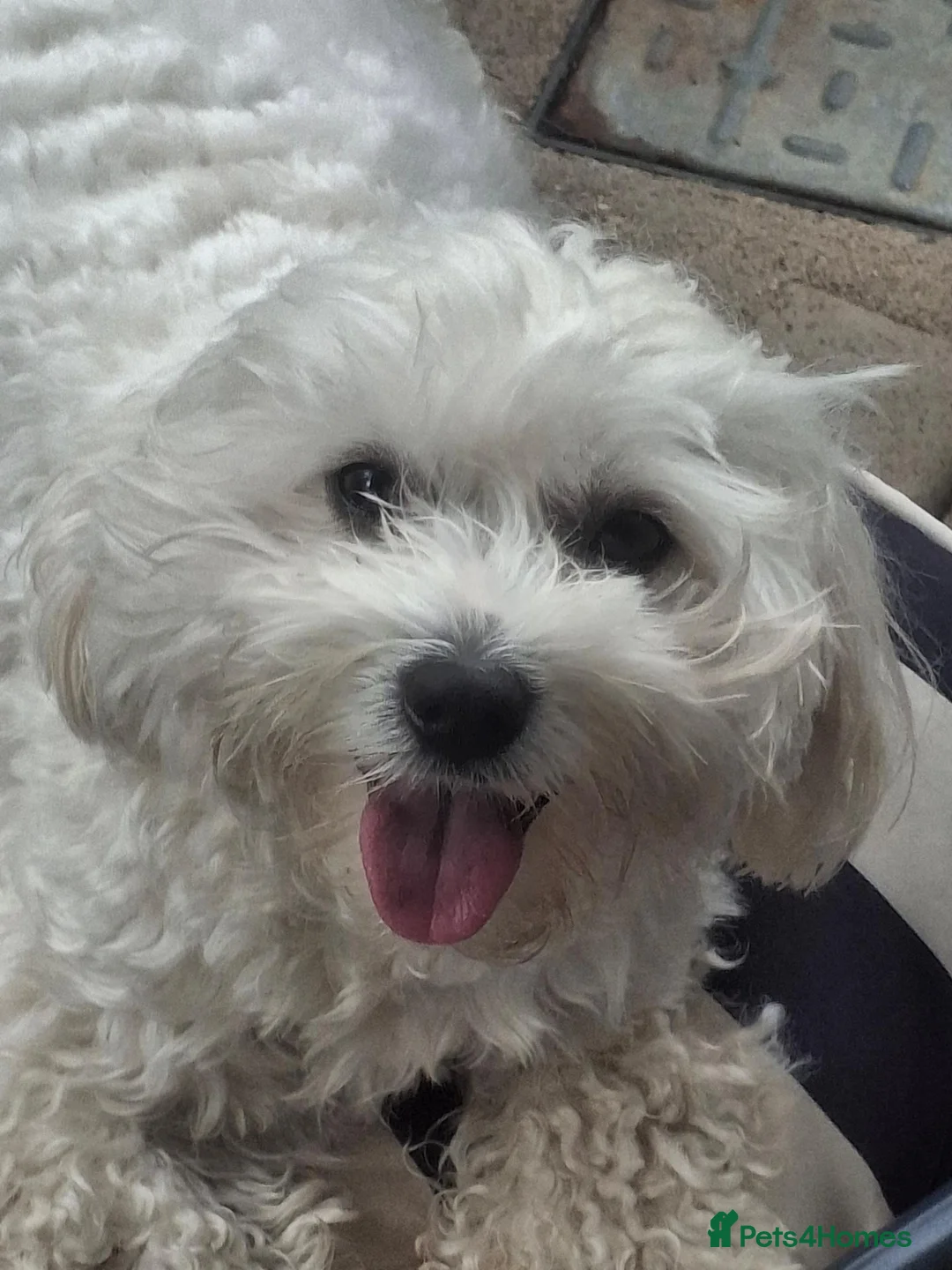 Mixed Breed dogs for sale: Maltese x Havanese Puppies - Advert 1