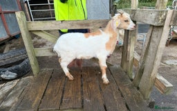 Goats livestock for sale: 2024 2025 does and wether for sale Boer x RGG - Image 8