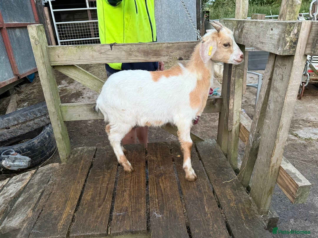 Goats livestock for sale: 2024 2025 does and wether for sale Boer x RGG - Image 8