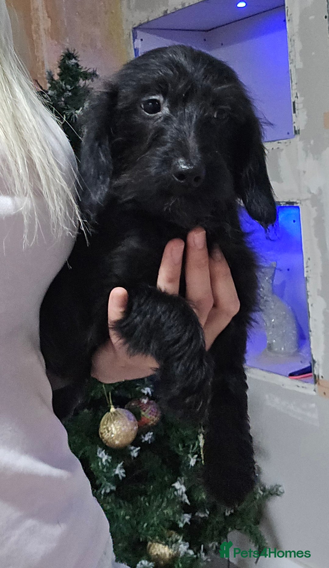 Doxiepoo dogs for sale: Doxipoos - Advert 4