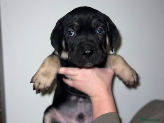 Cane Corso dogs Cane Corso puppies family reared no expense spared - Advert 7
