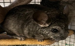 Chinchilla rodents for sale: Chinchilla kits (Dorset) - Image 8