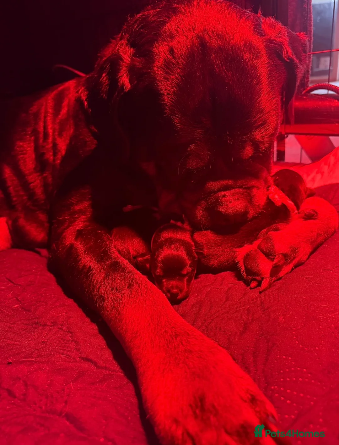 Rottweiler dogs for sale: 2 puppies available  - Advert 2