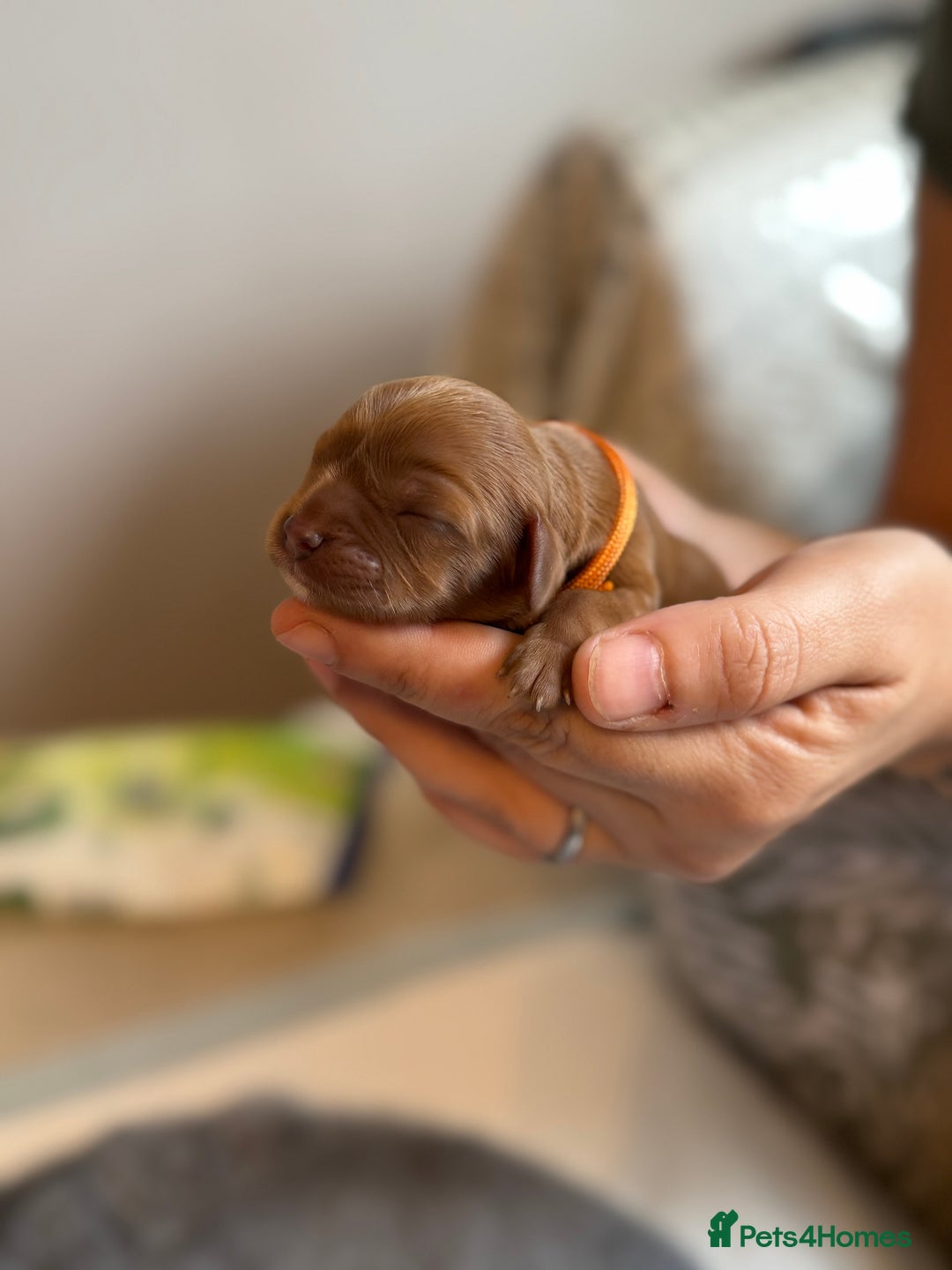 Cavalier King Charles Spaniel dogs for sale: Beautiful Ruby Cavalier King Charles Pups  - Image 12
