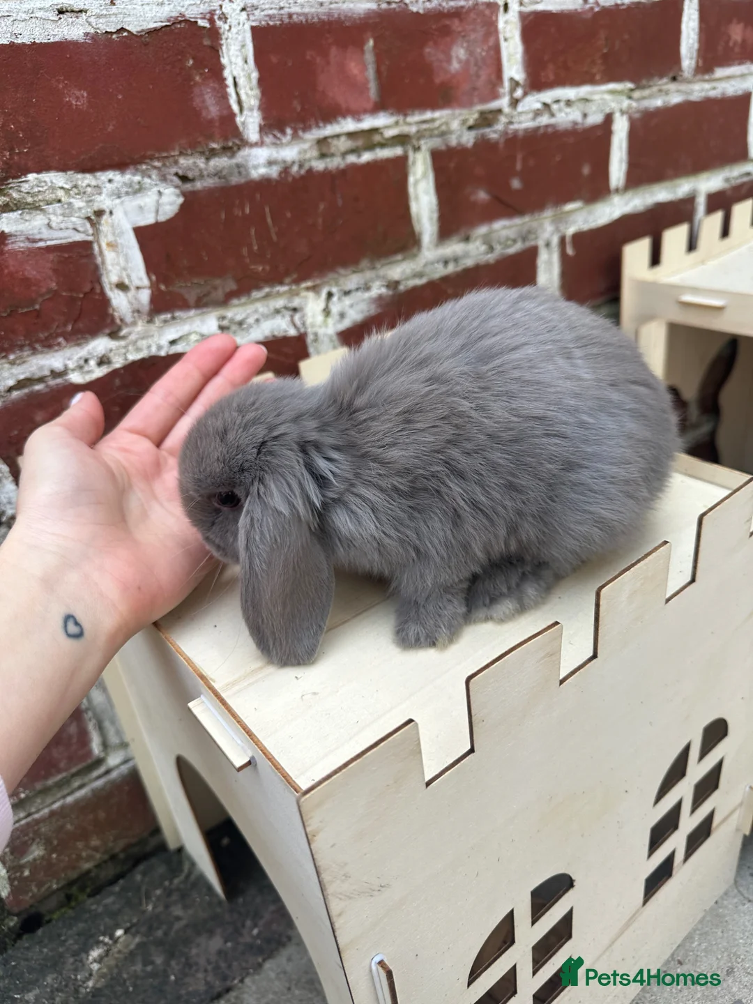 Mini Lop rabbits for sale: Male mini lop for sale  - Advert 4