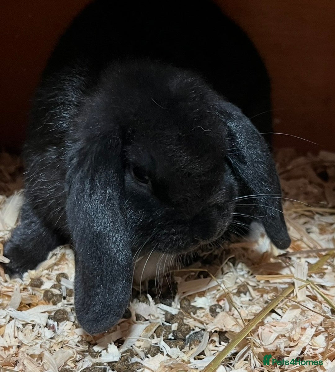 Mini Lop rabbits for sale: Mini lop rabbit NOW SOLD - Advert 7