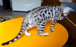 Bengal cats for sale: Exceptional Bengal kittens Available  - Image 10