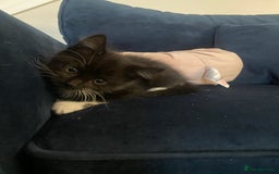 Mixed Breed cats for sale: 3 super fluffy cute kittens  - Image 11