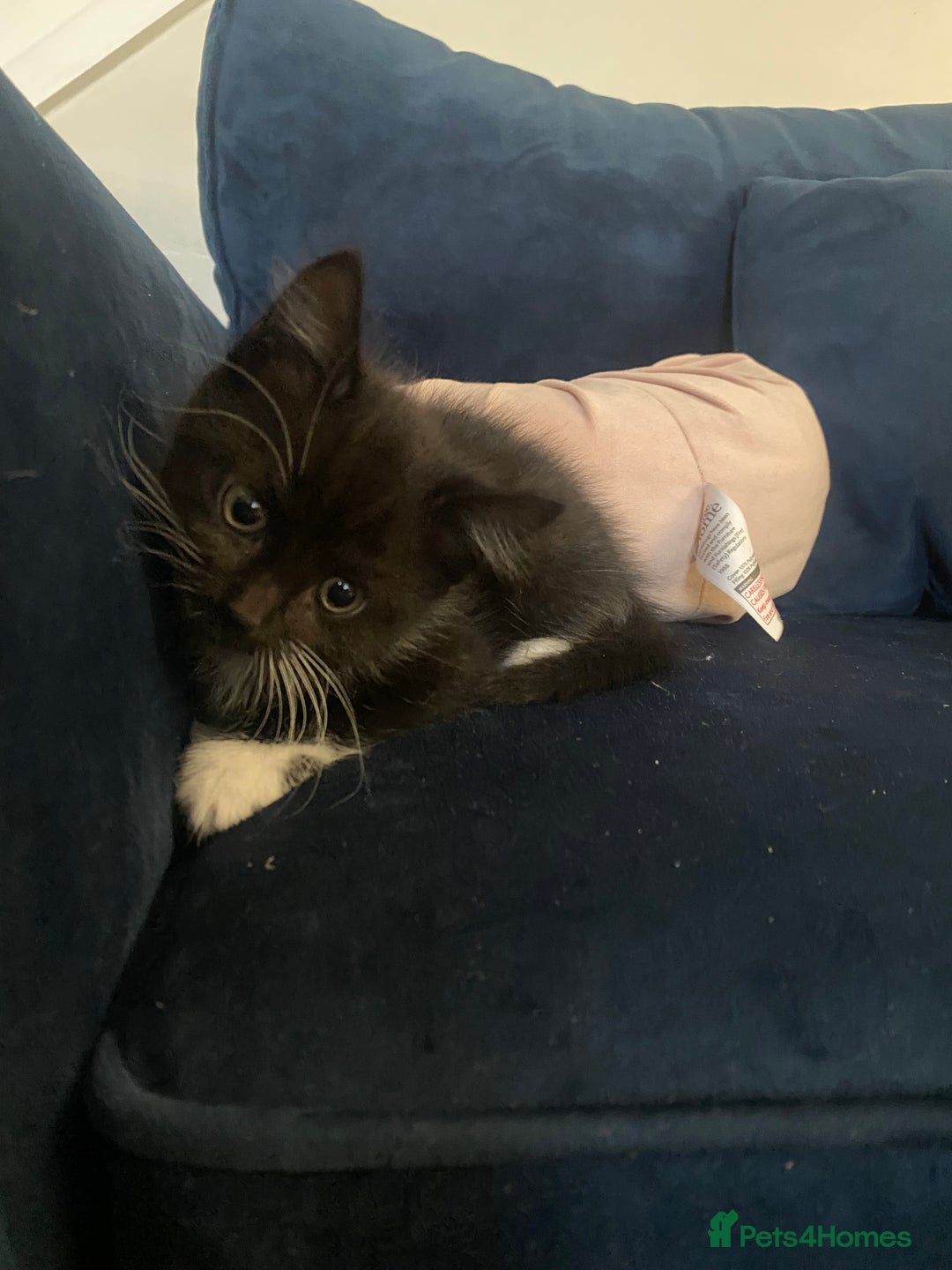 Mixed Breed cats for sale: 3 super fluffy cute kittens  - Image 11