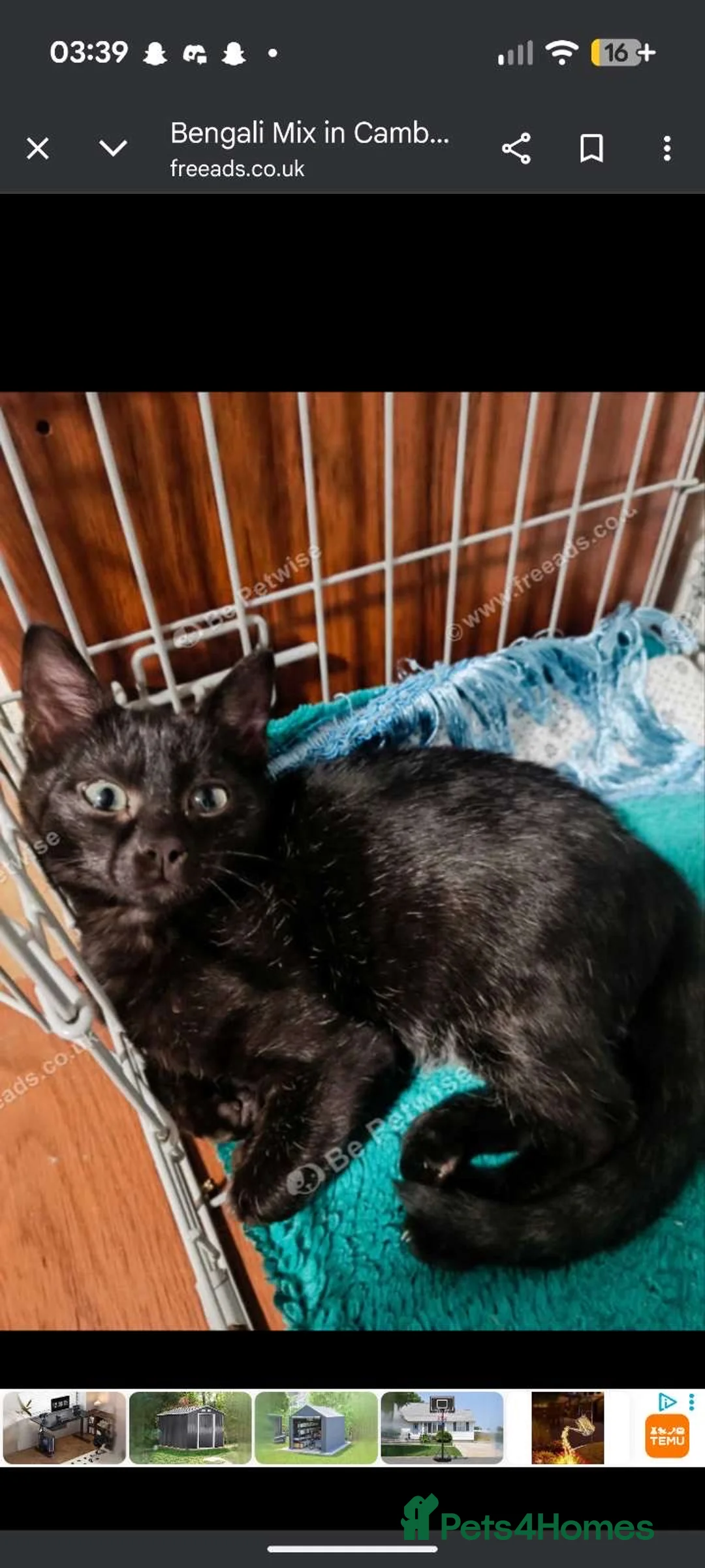 Bengal cats for sale: Black Bengal Kitty - Advert 2