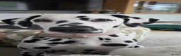 Dalmatian dogs for sale: Dalmatian  in Newton Aycliffe - Advert 3