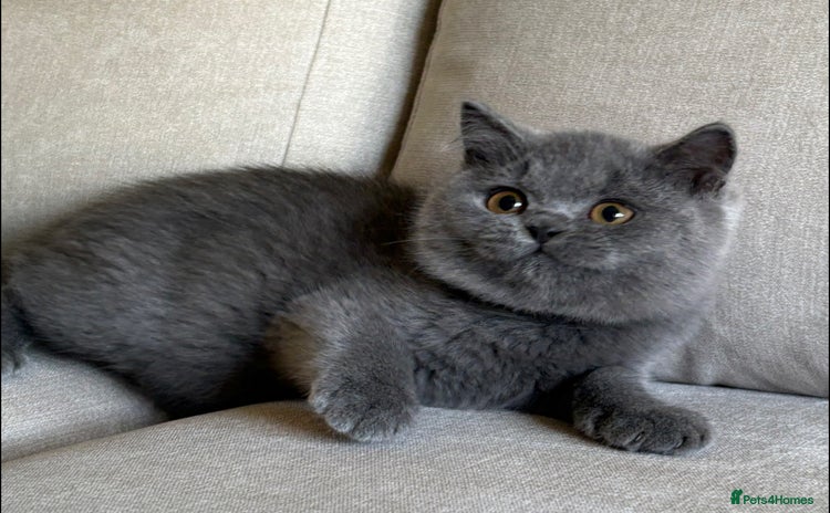 British Shorthair cats - Advert 16