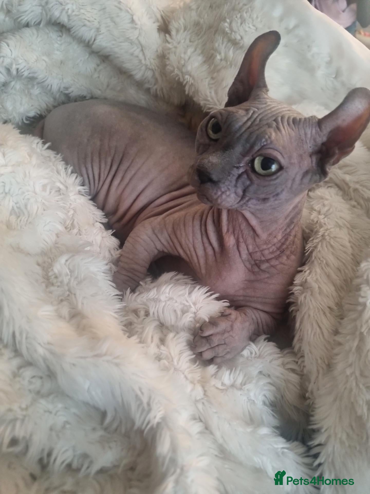 Sphynx cats Bambino Dwelf sphynx female with delivery - Advert 2