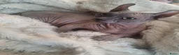 Sphynx cats for sale: Dwelf sphynx aka bully sphynx female - Advert 5