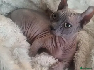 Sphynx cats Bambino Dwelf sphynx female with delivery - Advert 2