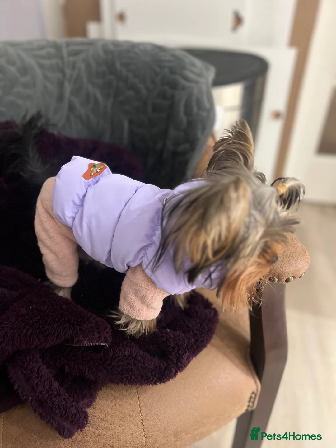 Yorkshire Terrier dogs for stud: ⭐️1.2kg Pedigree Miniature Yorkie STUD - Advert 4