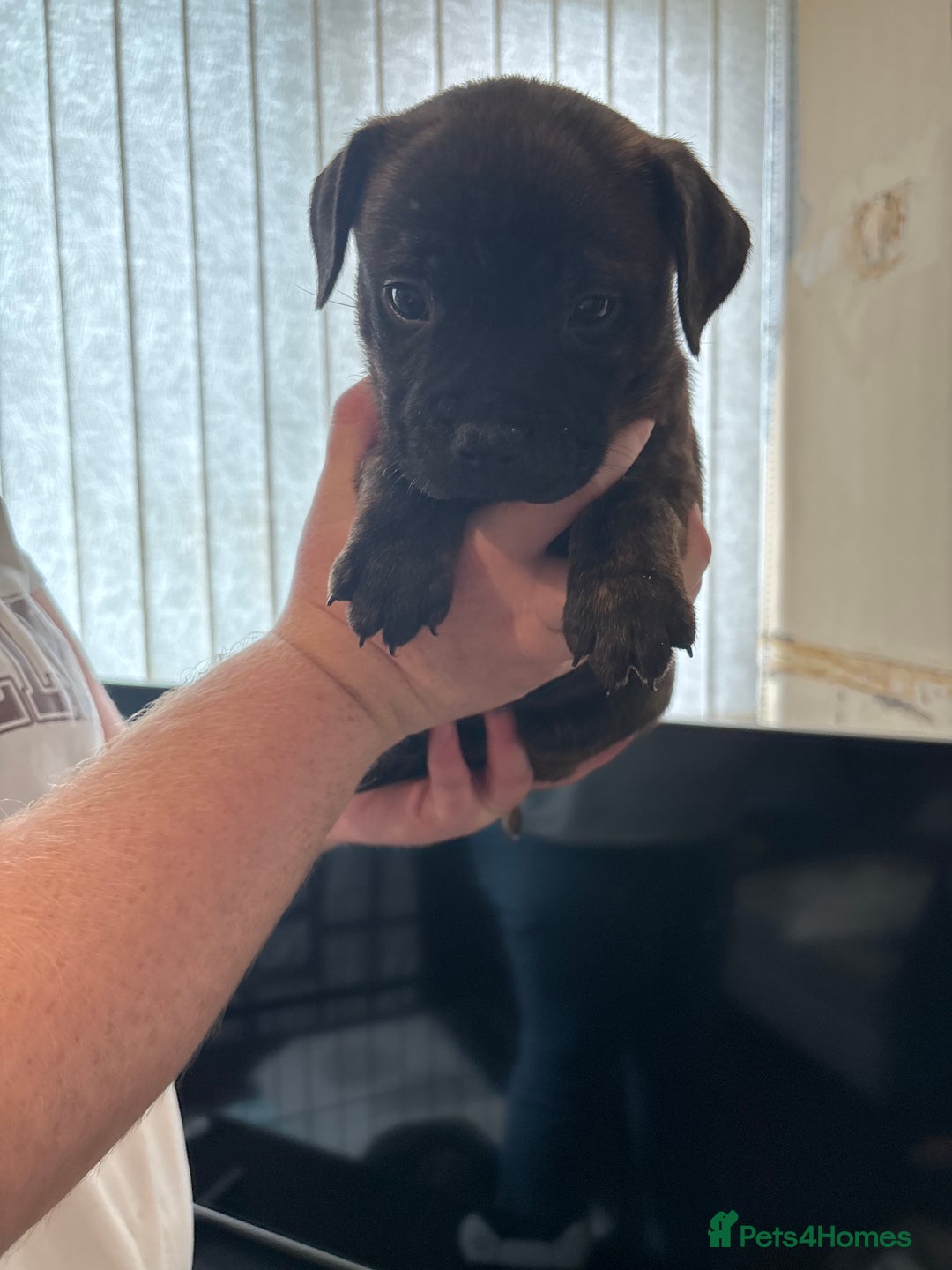 Staffordshire Bull Terrier dogs for sale: Staffordshire bull terrier puppies  - Image 15