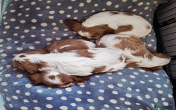 Cavalier King Charles Spaniel dogs for sale: Beautiful Blenheim puppies  - Image 6