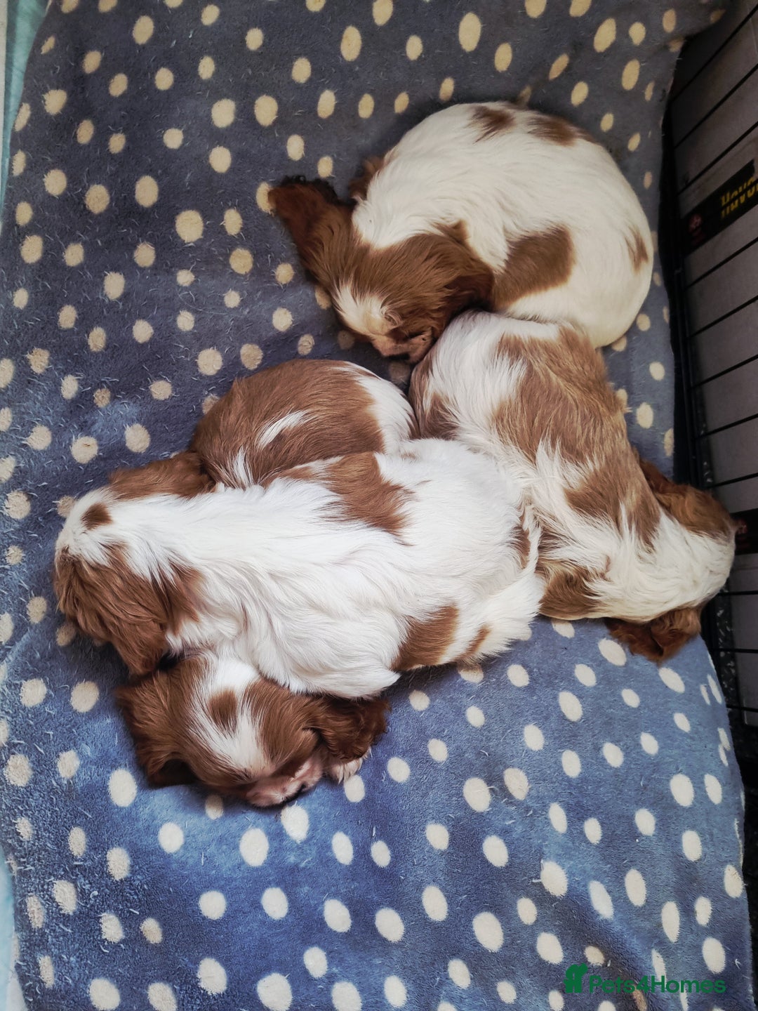 Cavalier King Charles Spaniel dogs for sale: Beautiful Blenheim puppies  - Image 6