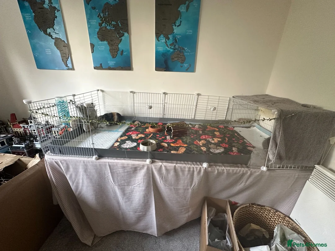 Guinea Pig rodents for sale: Two Teddy Guinea Pig Brothers  in Poole - Advert 4