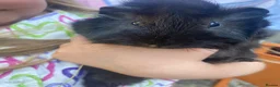 Guinea Pig rodents for sale: Male ginnies  - Advert 2