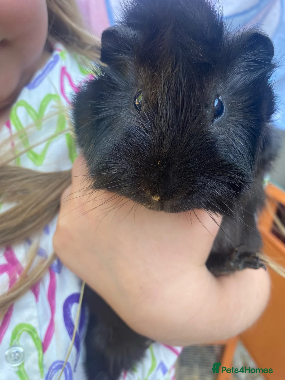 Guinea Pig rodents for sale: Male ginnies  - Advert 2