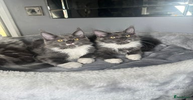 Maine Coon cats - Advert 7