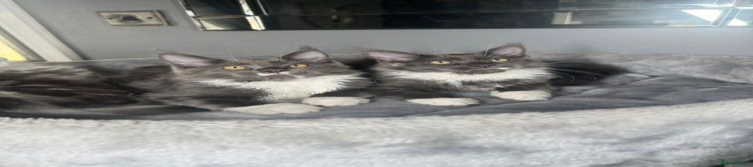 Maine Coon Kitten 3