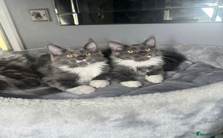 Maine Coon cats - Advert 11