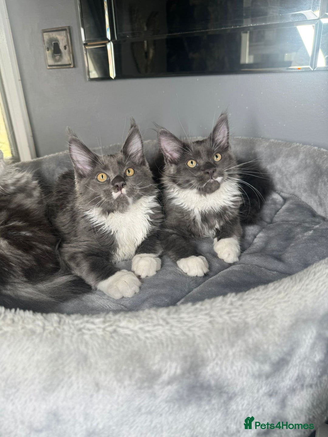 Maine Coon cats for sale: Stunning Maine Coon Girl Kittens Ready Now  - Image 5