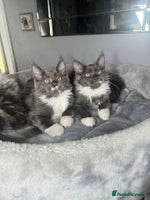Maine Coon cats - Advert 13