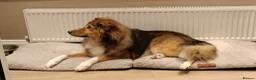 Mixed Breed dogs for sale: Rough collie cross male - Advert 3