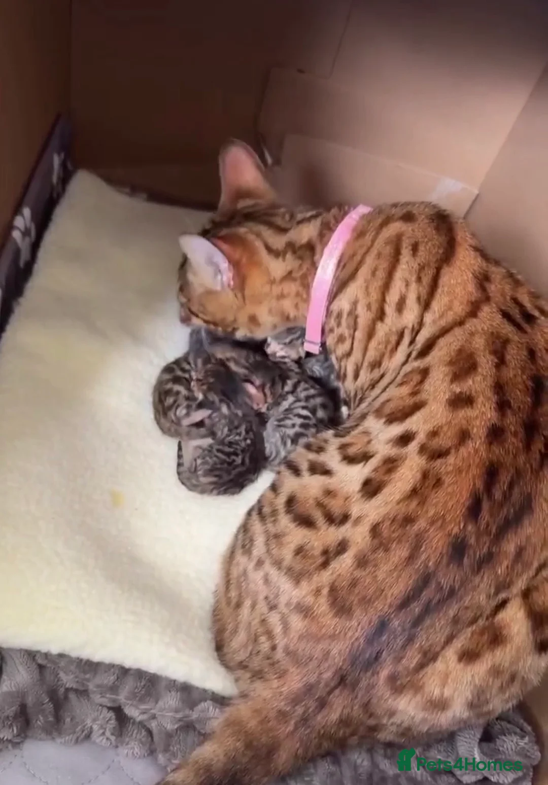 Bengal cats for sale: Bengal kittens in Chelmsford - Advert 2