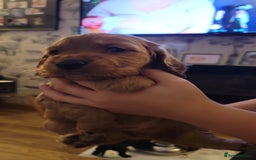 Cocker Spaniel dogs for sale: Beautiful cocker Spaniel puppies - Advert 3