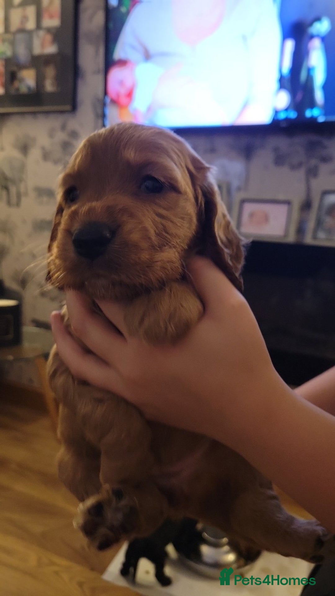 Cocker Spaniel dogs for sale: Beautiful cocker Spaniel puppies - Advert 3